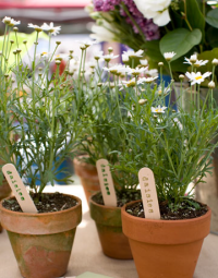 world cup 2010 pots and seeds