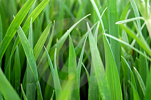 grass