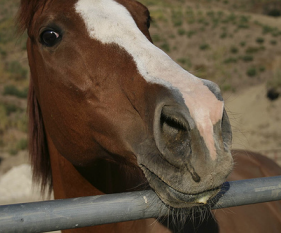 horse runny nose