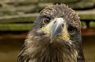 sad eagle