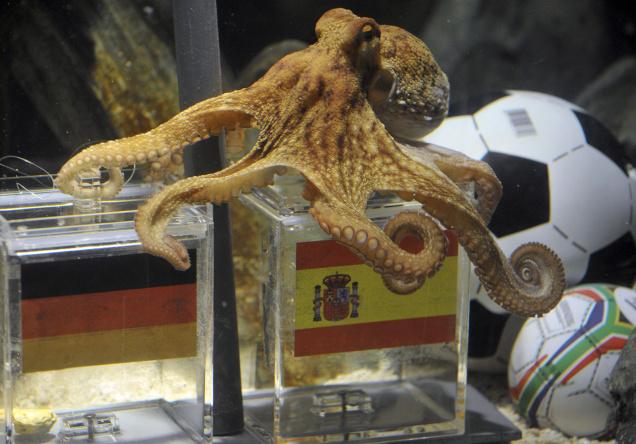 The Summer’s Biggest Transfer Target: Paul the Octopus.
