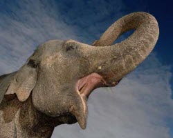 elephant-memory-2