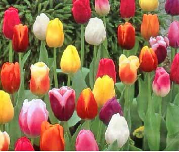 tulips